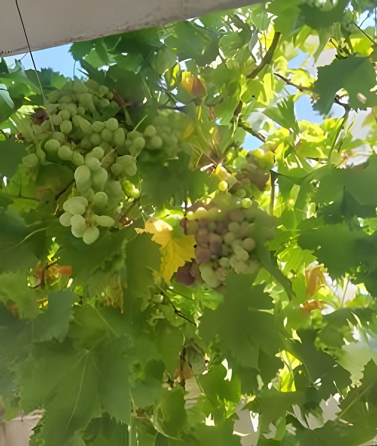 Casa campestre con piscina en Cortijo las cruces.
