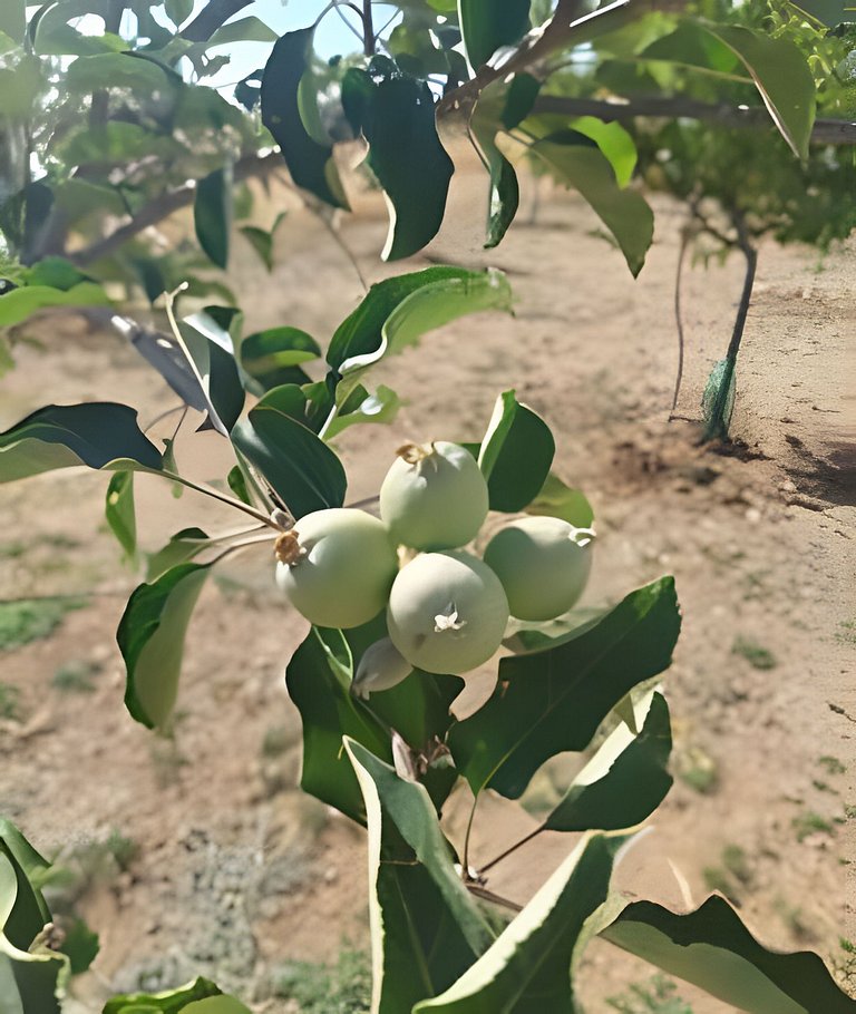 Casa campestre con piscina en Cortijo las cruces.